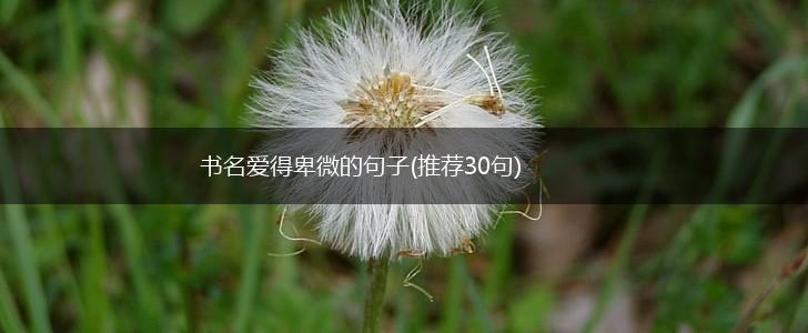书名爱得卑微的句子(推荐30句),第1张