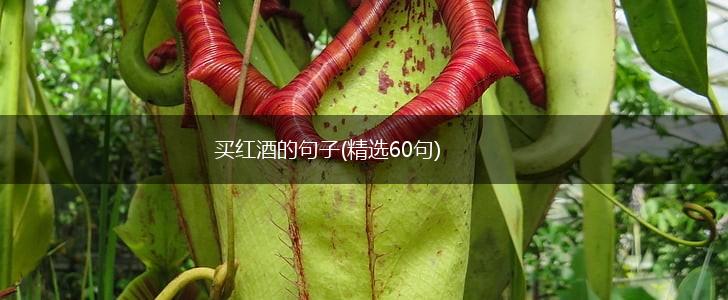 买红酒的句子(精选60句),第1张
