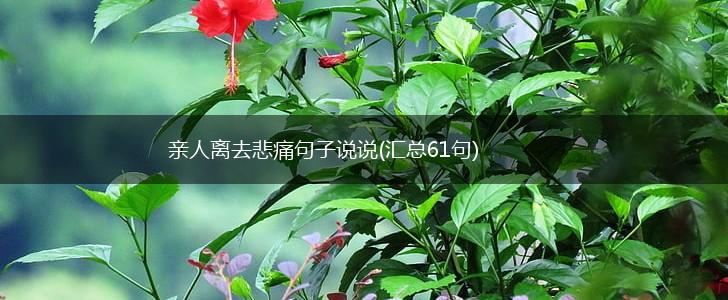 亲人离去悲痛句子说说(汇总61句),第1张