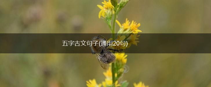 五字古文句子(通用20句),第1张