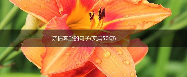 亲情奔赴的句子(实用50句),第1张