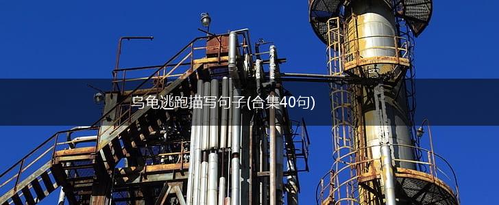 乌龟逃跑描写句子(合集40句),第1张