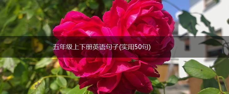 五年级上下册英语句子(实用50句),第1张