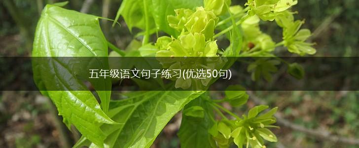 五年级语文句子练习(优选50句),第1张