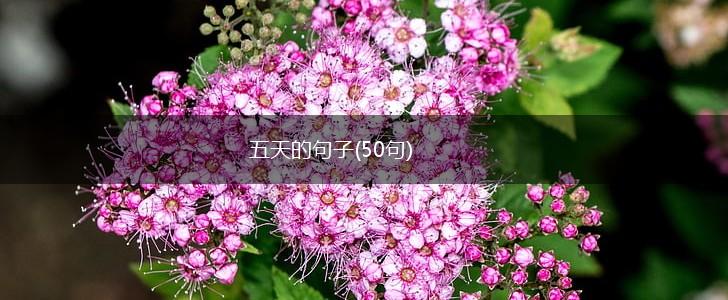 五天的句子(50句),第1张 五天的句子(50句),第1张