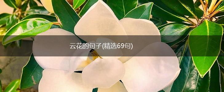 云花的句子(精选69句),第1张