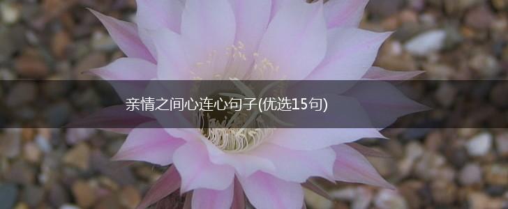 亲情之间心连心句子(优选15句),第1张