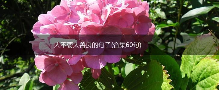 人不要太善良的句子(合集60句),第1张