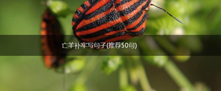 亡羊补牢写句子(推荐50句),第1张
