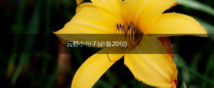 云野小句子(必备20句),第1张