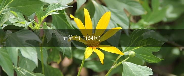 五笔 句子(34句),第1张
