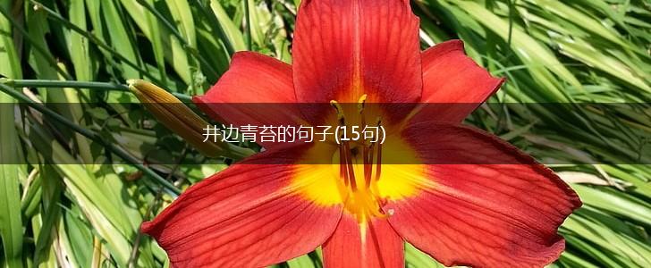 井边青苔的句子(15句),第1张