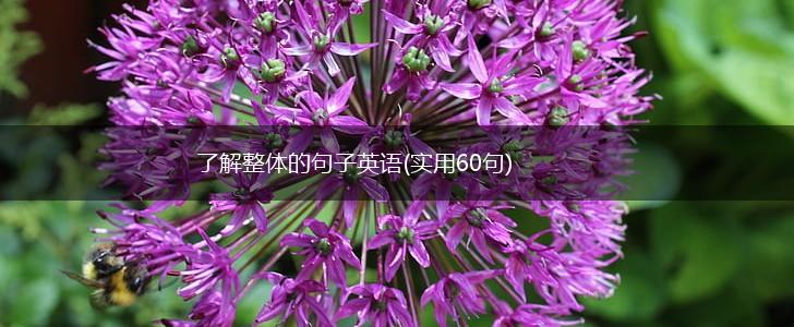 了解整体的句子英语(实用60句),第1张