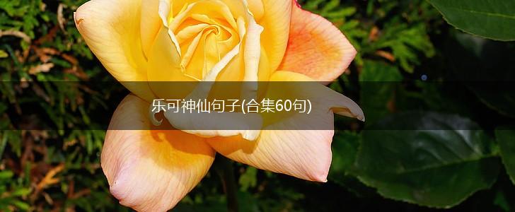 乐可神仙句子(合集60句),第1张