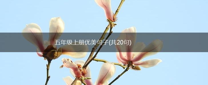 五年级上册优美句子(共20句),第1张