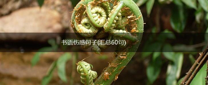 书语伤感句子(汇总60句),第1张
