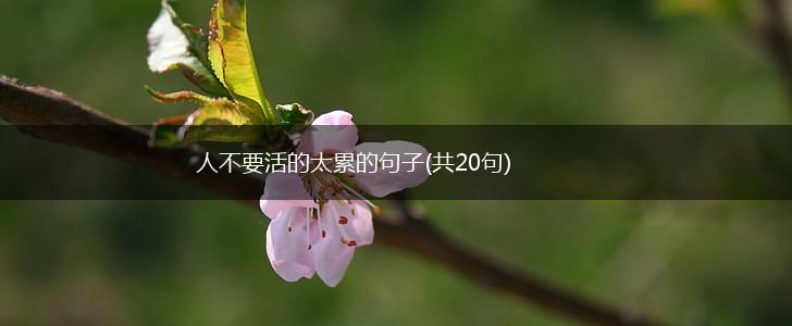 人不要活的太累的句子(共20句),第1张