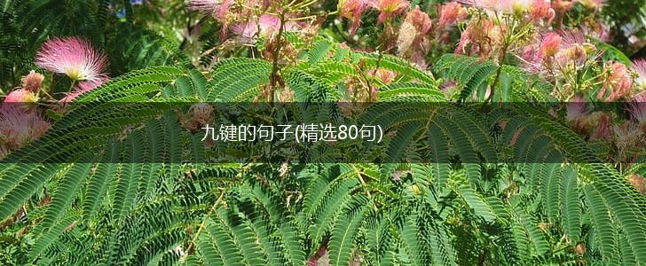 九键的句子(精选80句),第1张