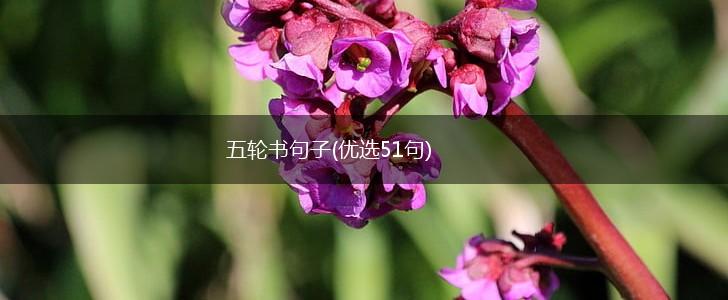 五轮书句子(优选51句),第1张