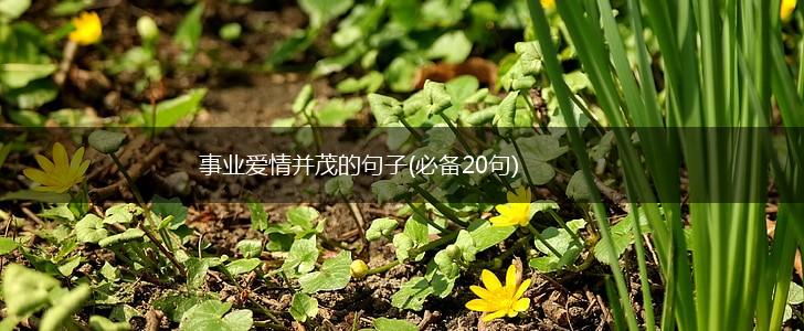 事业爱情并茂的句子(必备20句),第1张