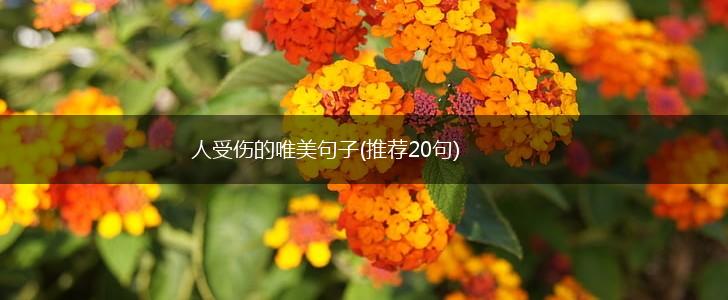 人受伤的唯美句子(推荐20句),第1张