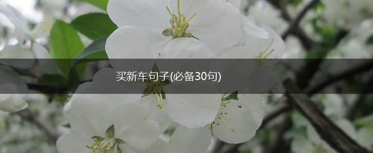 买新车句子(必备30句),第1张