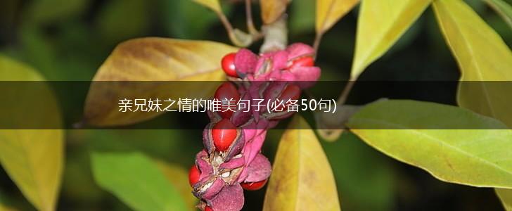 亲兄妹之情的唯美句子(必备50句),第1张