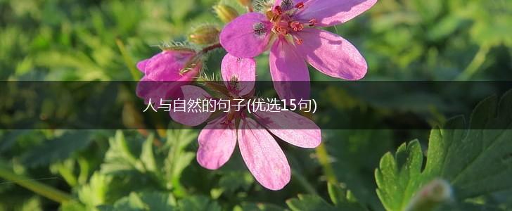 人与自然的句子(优选15句),第1张