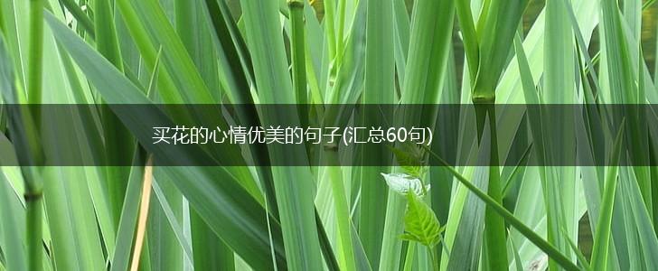 买花的心情优美的句子(汇总60句),第1张