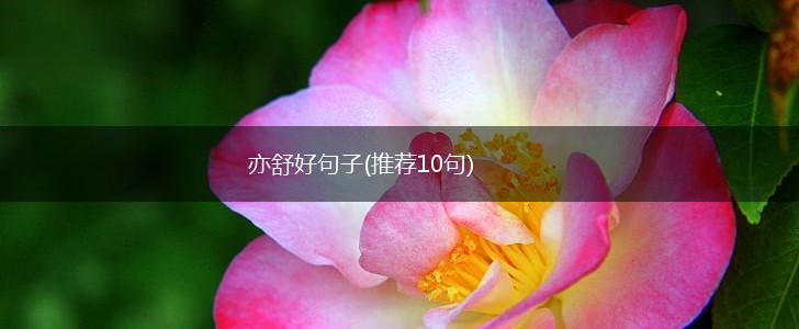 亦舒好句子(推荐10句),第1张