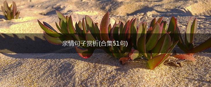 亲情句子赏析(合集51句),第1张