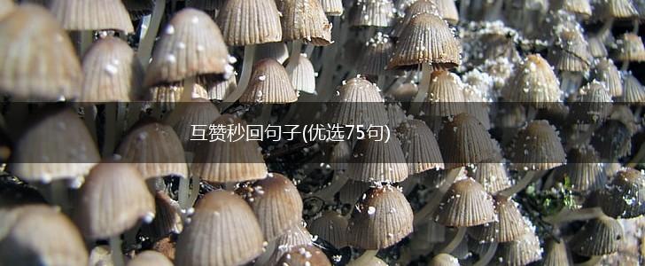 互赞秒回句子(优选75句),第1张