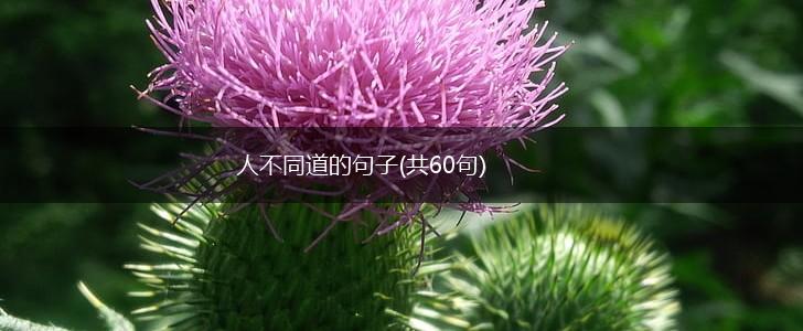 人不同道的句子(共60句),第1张