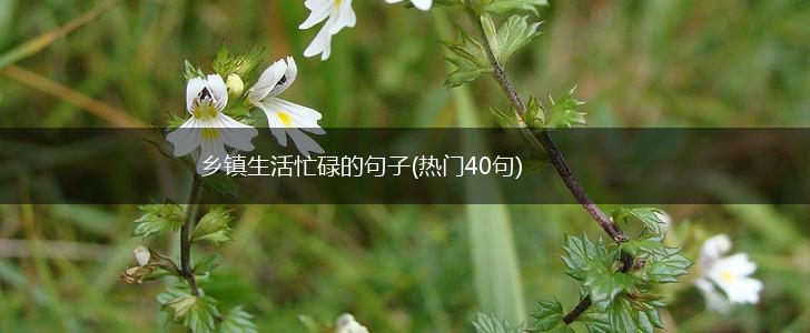 乡镇生活忙碌的句子(热门40句),第1张