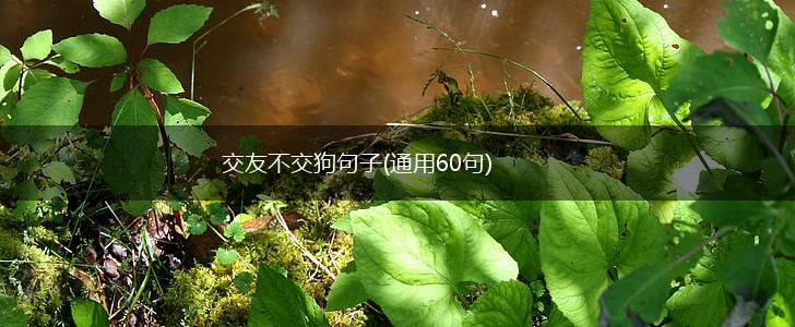交友不交狗句子(通用60句),第1张