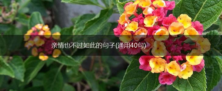 亲情也不过如此的句子(通用40句),第1张