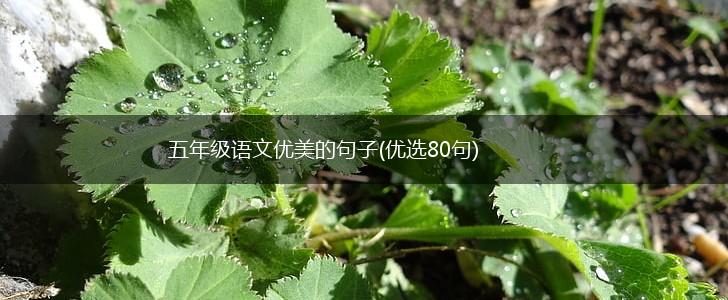 五年级语文优美的句子(优选80句),第1张