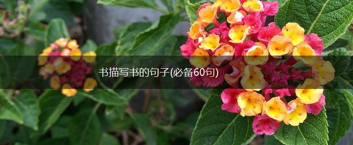 书描写书的句子(必备60句),第1张