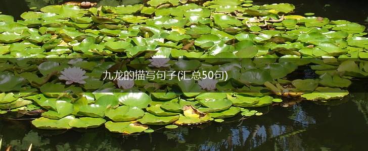 九龙的描写句子(汇总50句),第1张