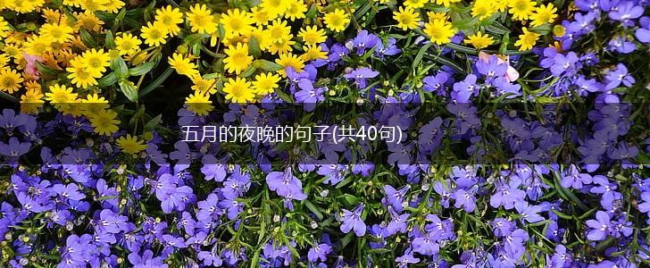 五月的夜晚的句子(共40句),第1张