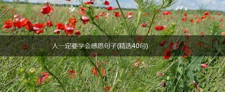 人一定要学会感恩句子(精选40句),第1张