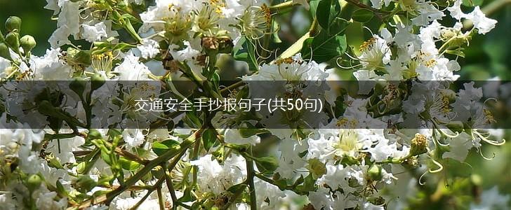 交通安全手抄报句子(共50句),第1张