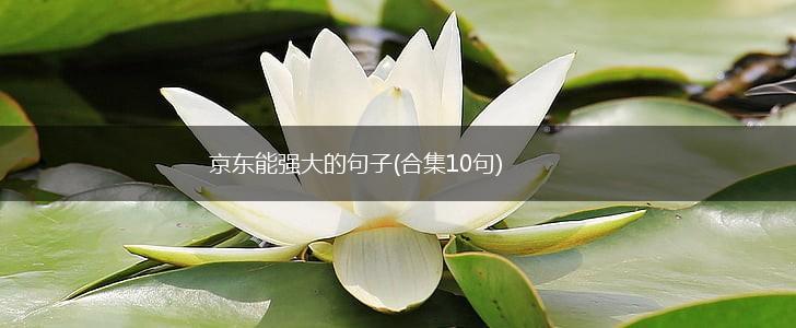京东能强大的句子(合集10句),第1张