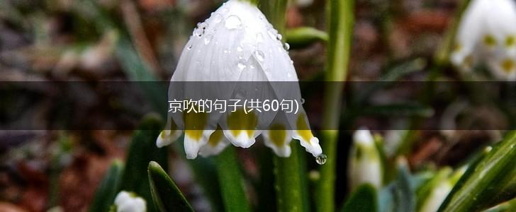 京吹的句子(共60句),第1张