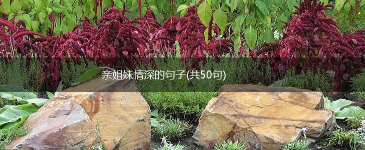 亲姐妹情深的句子(共50句),第1张