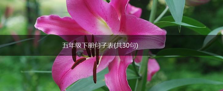 五年级下册句子表(共30句),第1张