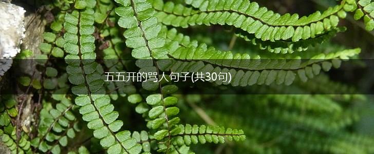 五五开的骂人句子(共30句),第1张