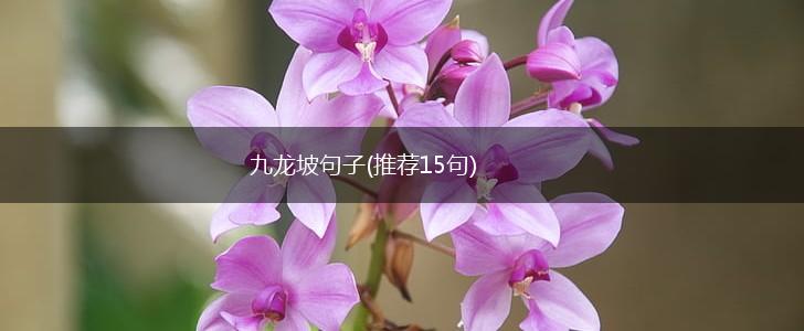 九龙坡句子(推荐15句),第1张