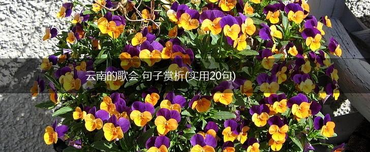云南的歌会 句子赏析(实用20句),第1张