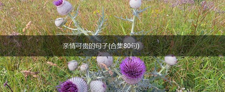 亲情可贵的句子(合集80句),第1张